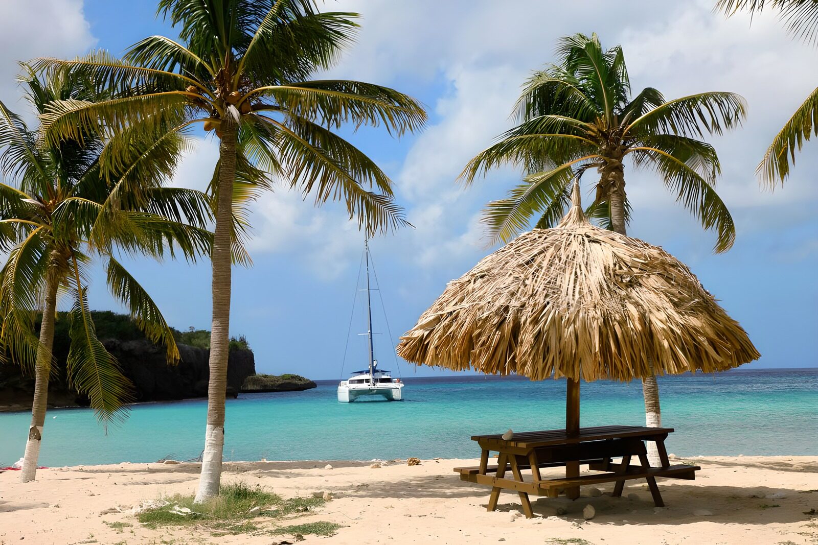 TPFR94676: Palmiers en bordure d'une plage avec un catamaran