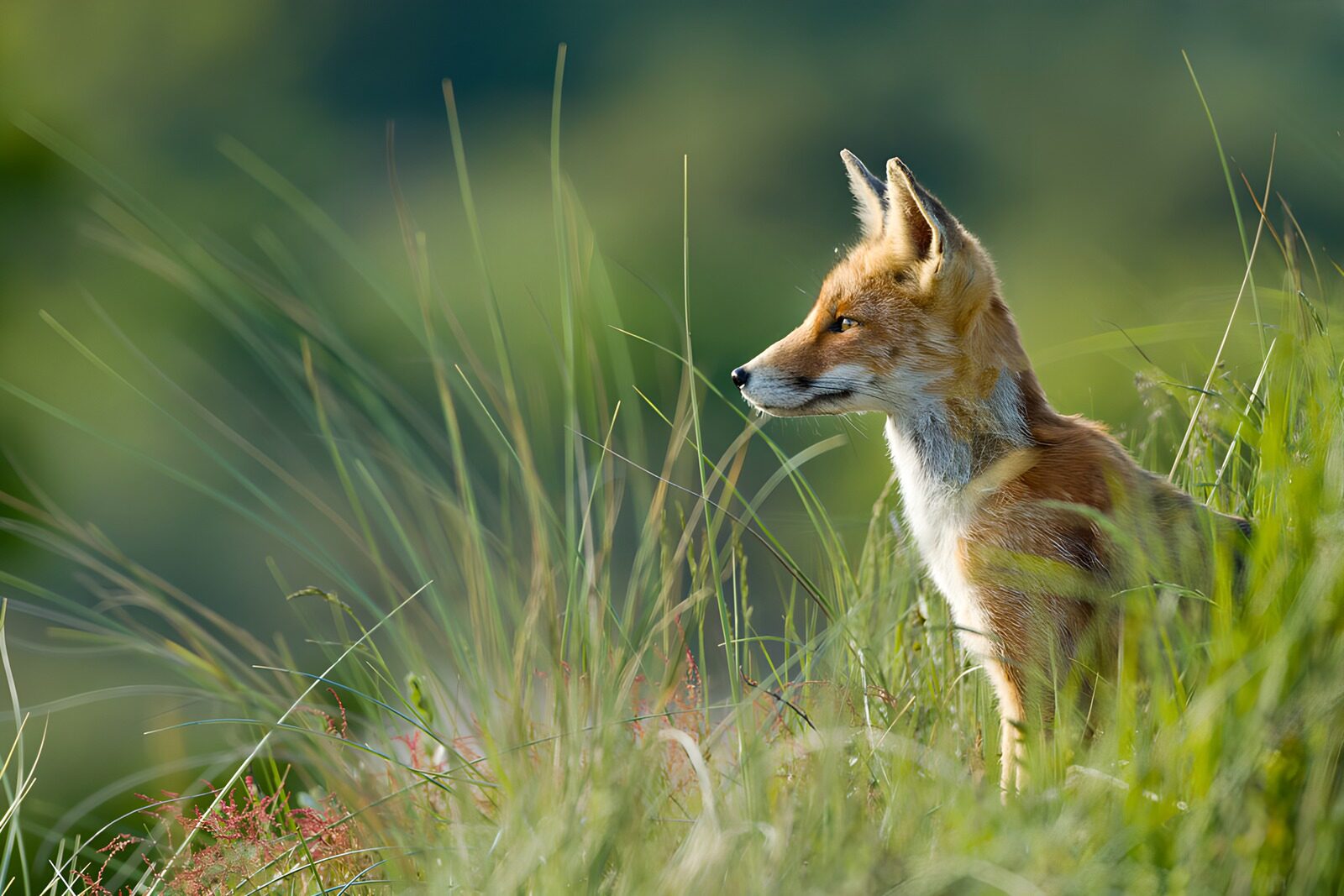 TPFR70141: Renard dans la nature