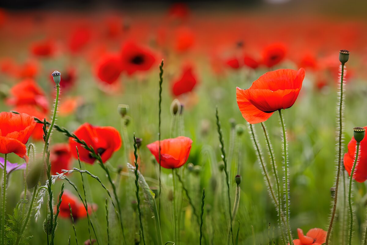 TPFR91800: Champ de coquelicots éclatants