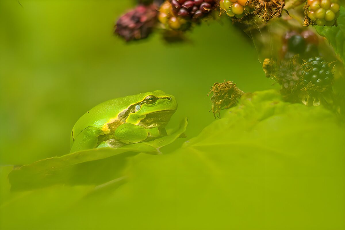 Grenouille verte sur une feuille