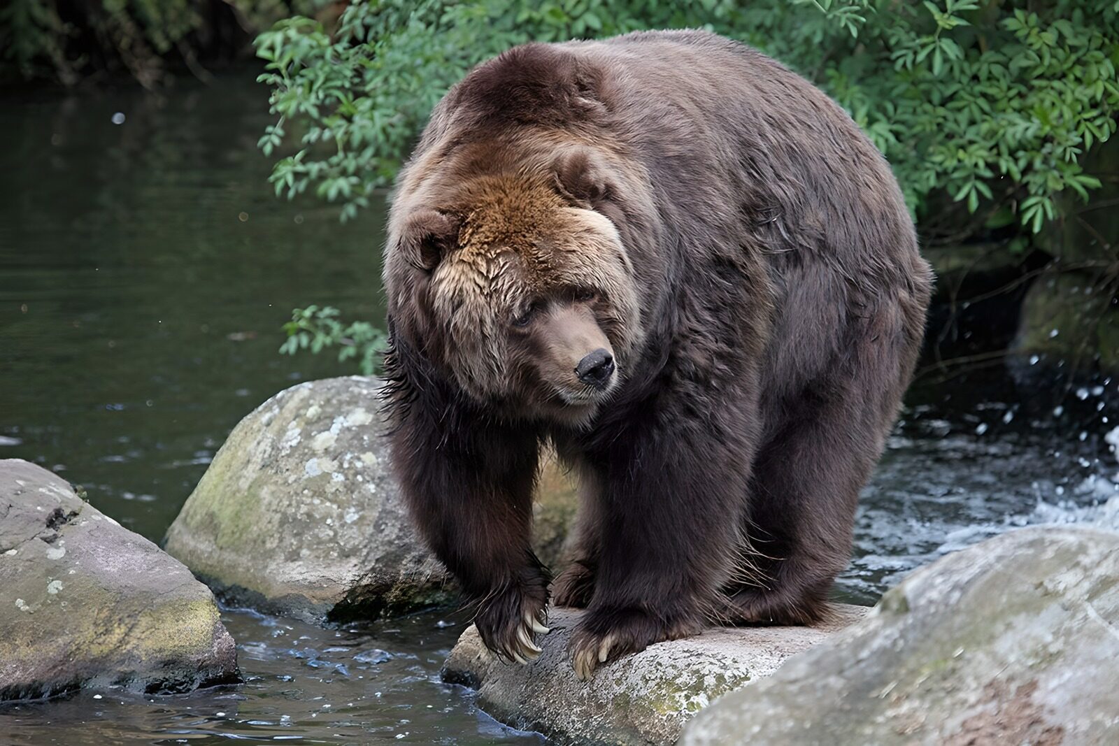 TPFR51750: Ours brun sur les rochers