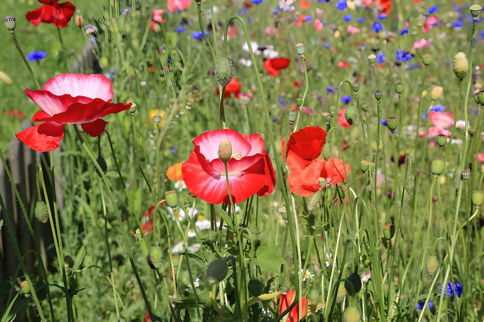 TPFR65219: Champs de coquelicots en fleurs