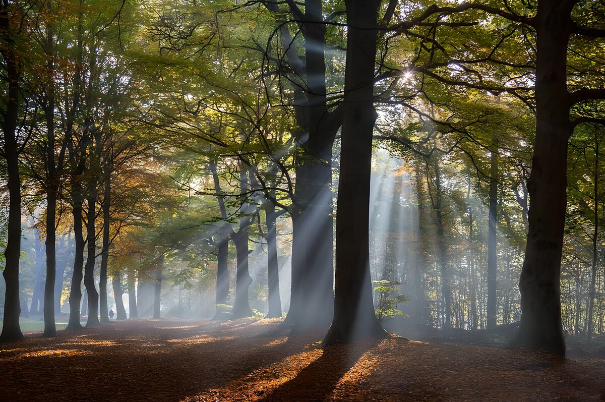 TPFR77958: Lumières dans le bois d'automne