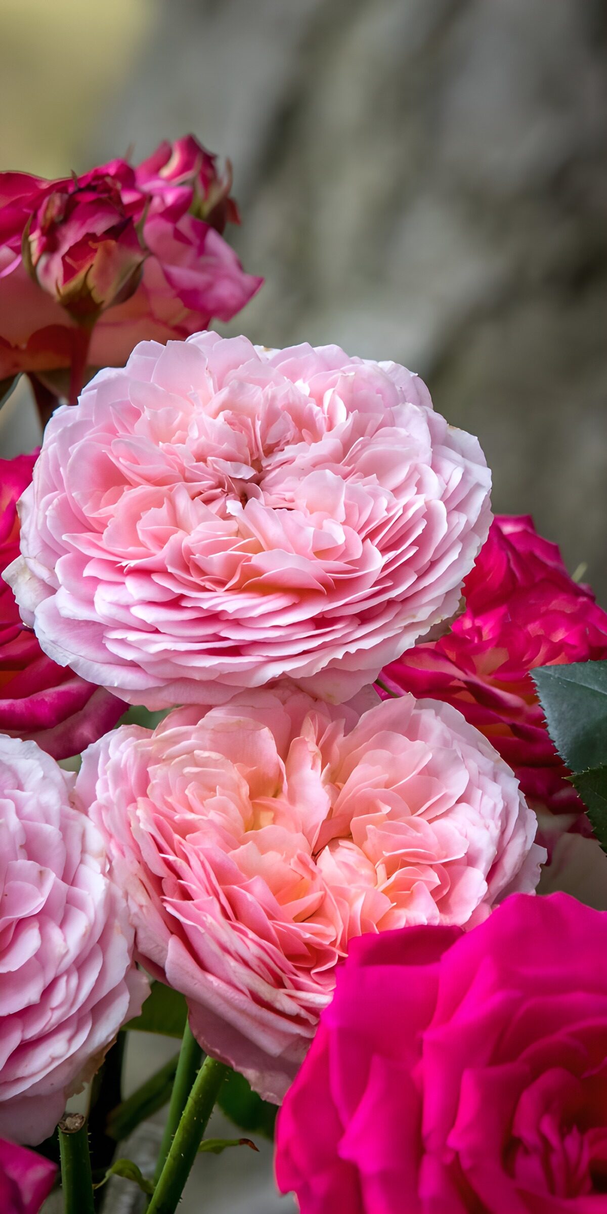 TPFR70480: Beauté des roses éclatantes
