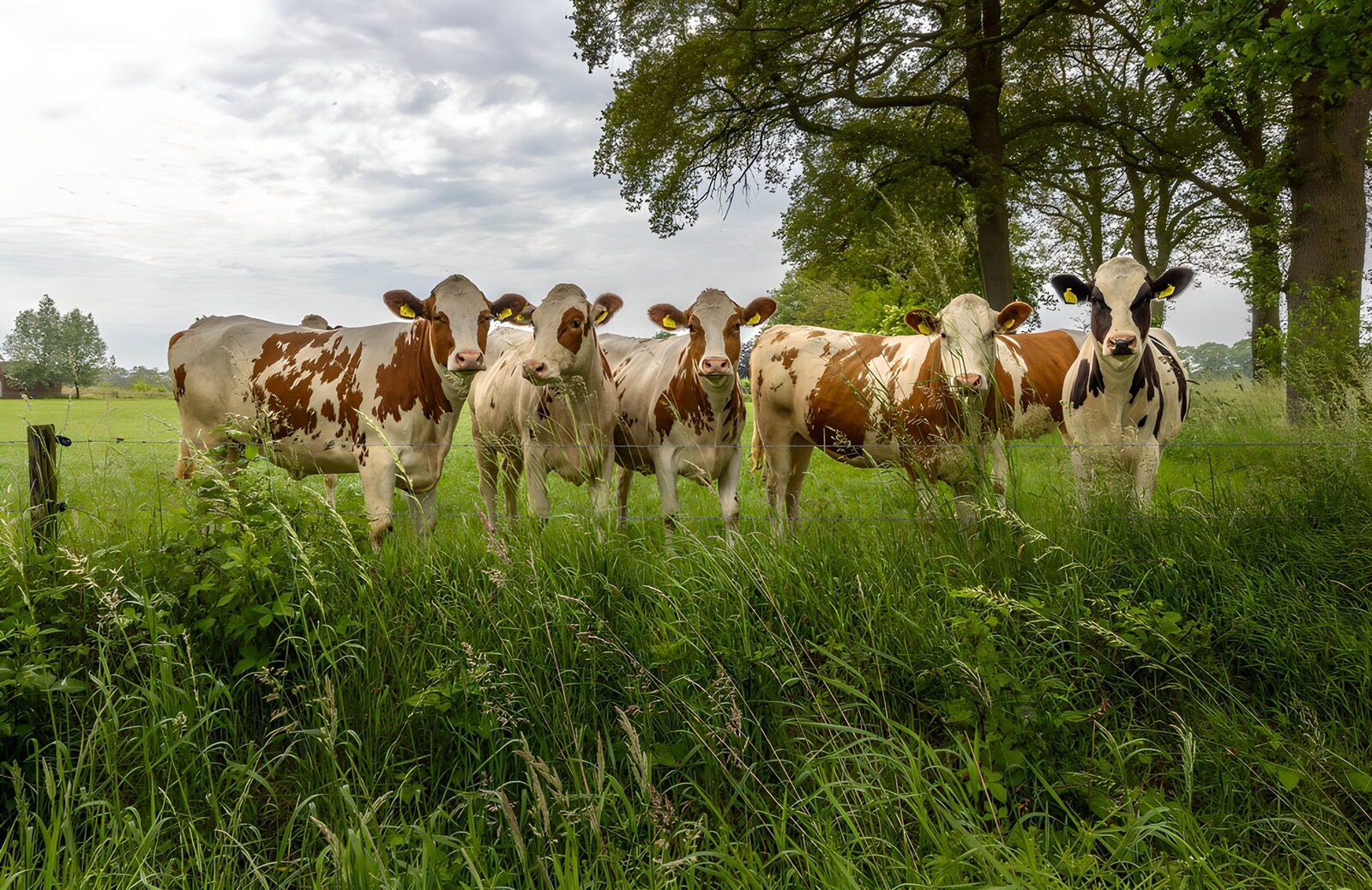 TPFR23788: Vaches paisibles dans le pré verdoyant