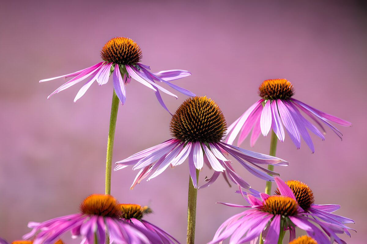 TPFR68968: Fleurs purples dans le champ ensoleillé