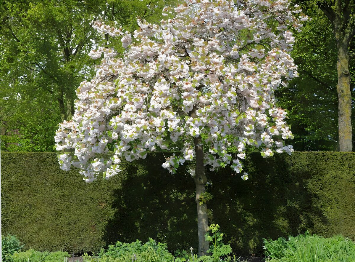 TPFR16090: Arbre en fleurs au printemps