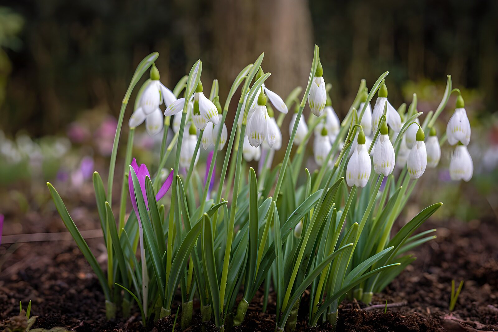 TPFR37563: Fleurs de perce-neige en fleur