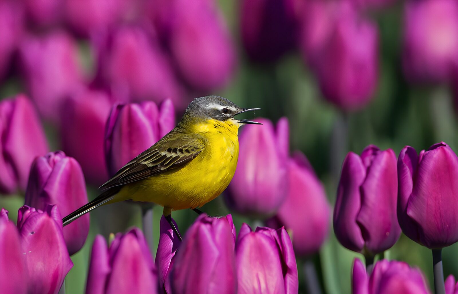 TPFR23782: : Oiseau chanteur parmi les tulipes