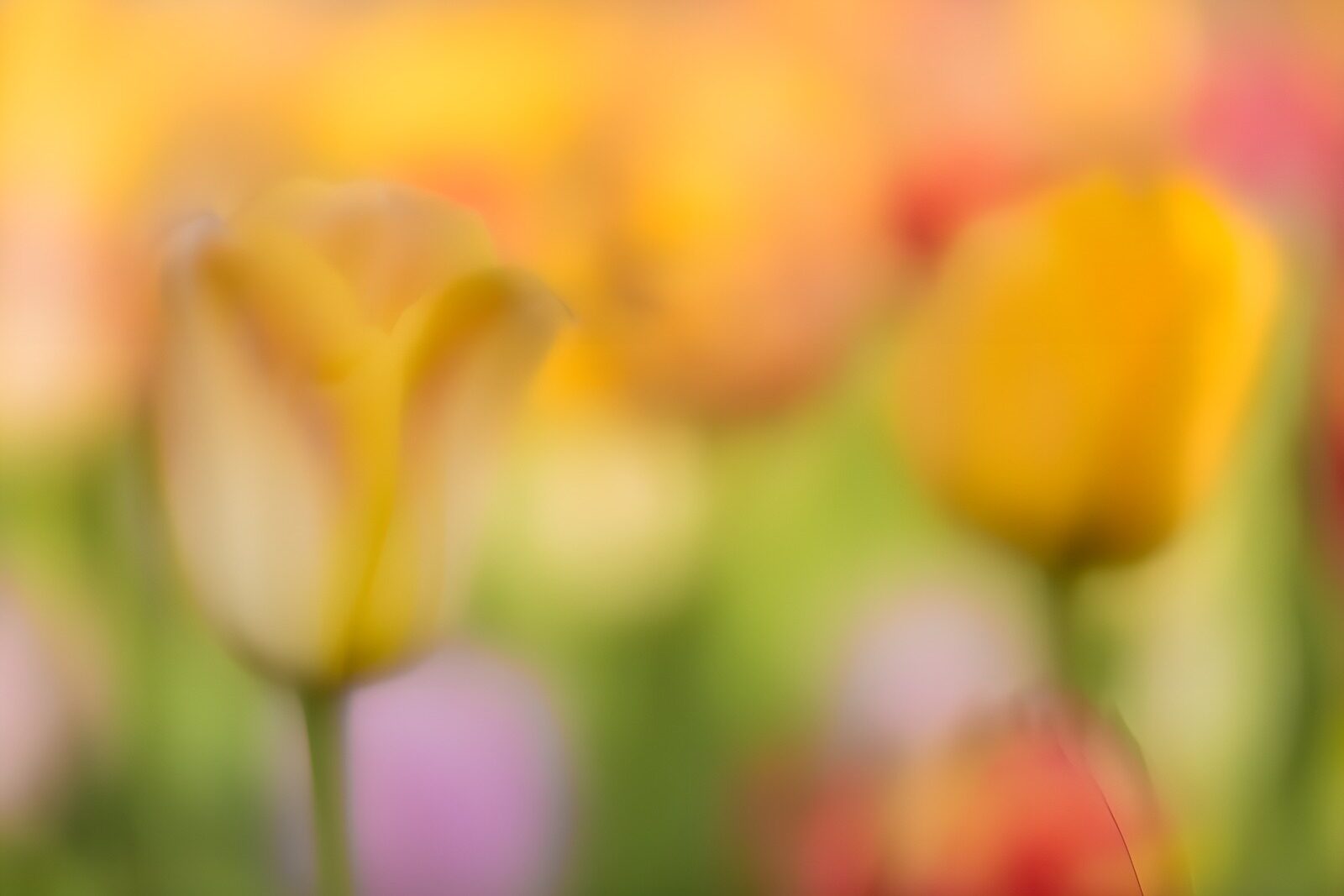 TPFR38695: Fleurs floues au printemps