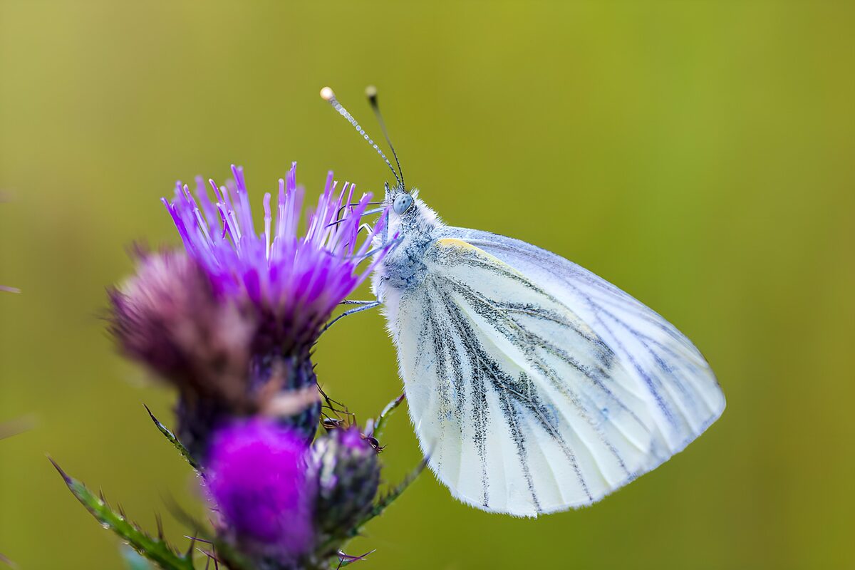 TPFR16022: Papillon blanc sur une fleur violette