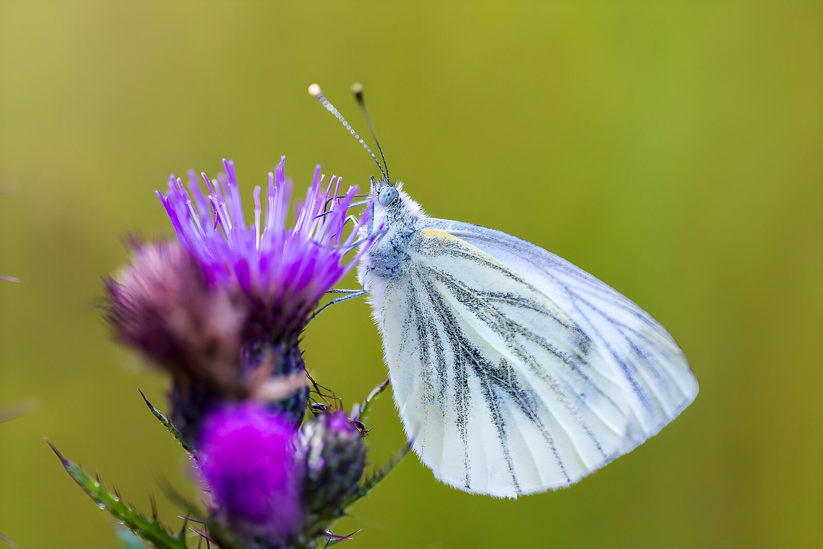 TPFR16022: Papillon blanc sur une fleur violette