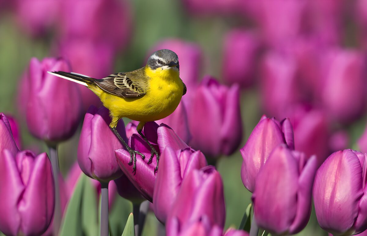 TPFR82907: Un oiseau jaune parmi les tulipes
