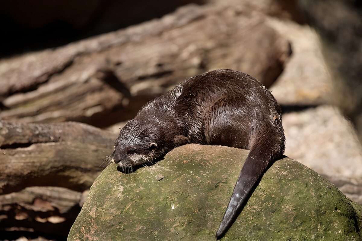 Loutre se reposant sur une pierre