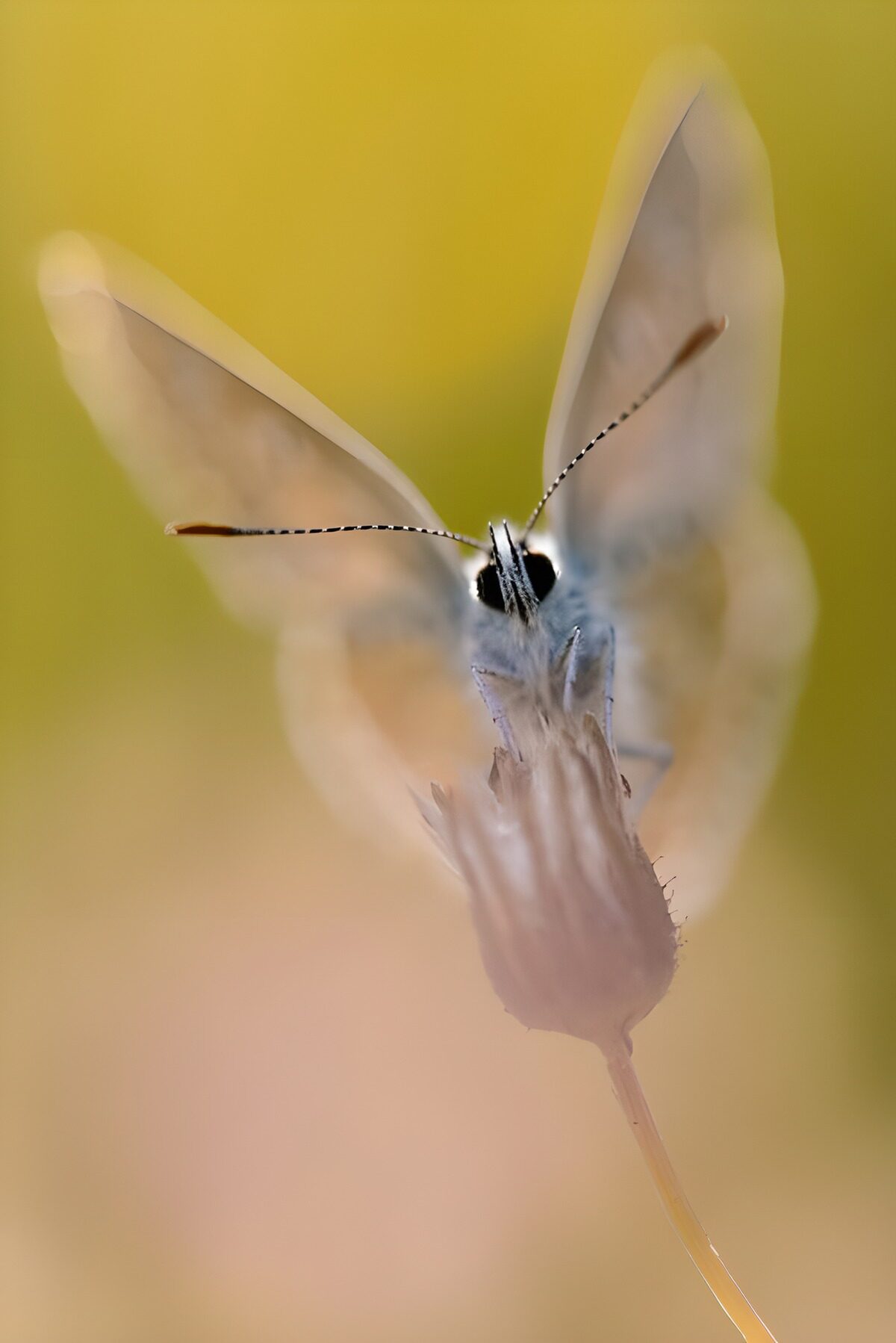 TPFR48707: Papillon éthéré sur une fleur fragile