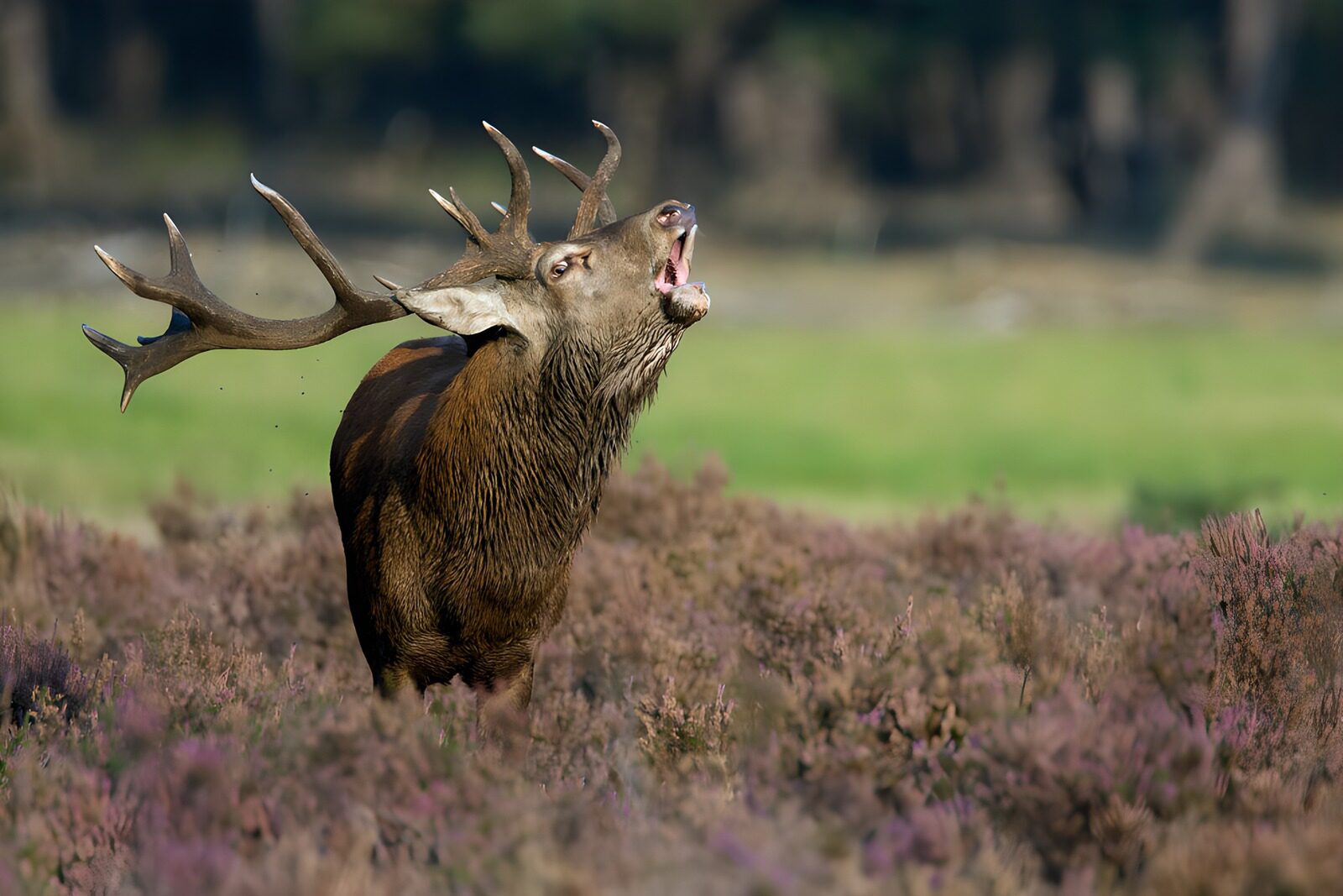 TPFR13224: Cerf majestueux dans la nature