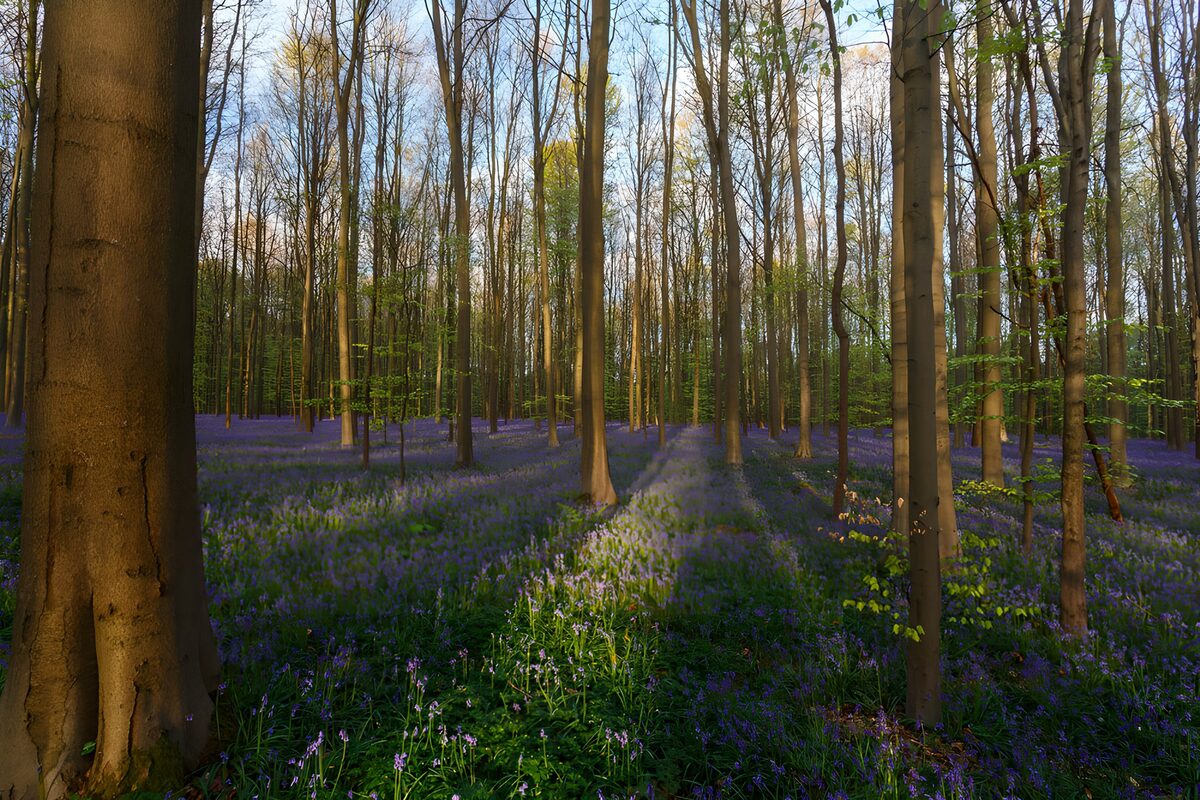 TPFR48544: Forêt de bleuets au printemps