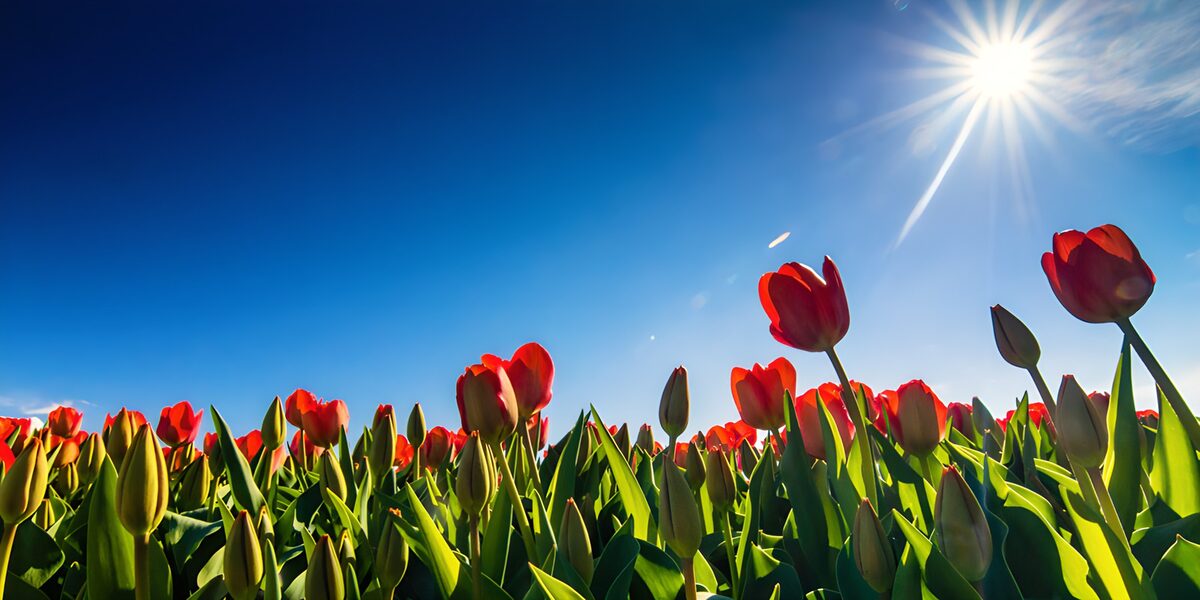 TPFR72184: Champs de tulipes sous le soleil