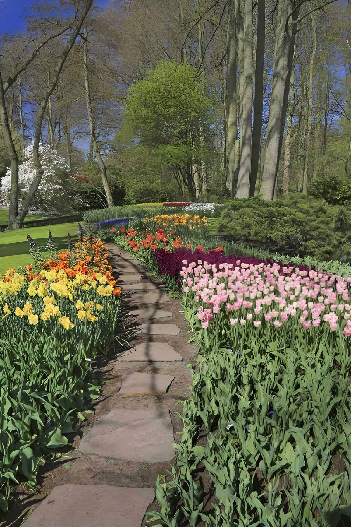 TPFR49434: Allée florale colorée au printemps