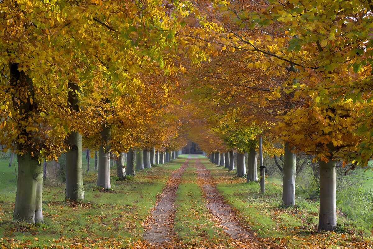 Allée de feuillage d'automne