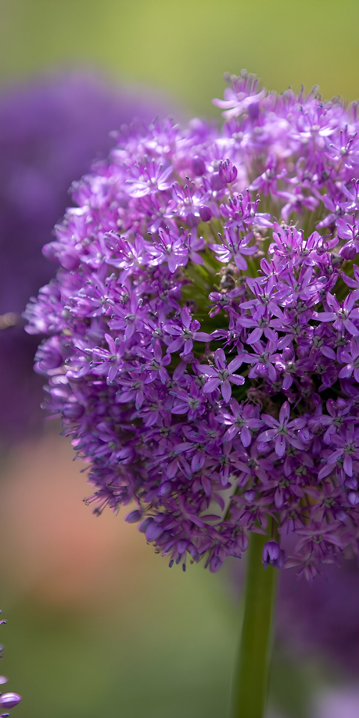 TPFR58954: Fleurs violettes éclatantes