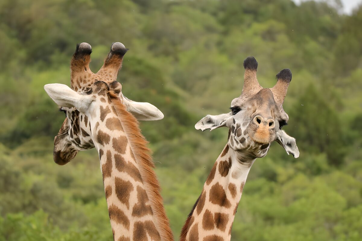 Deux girafes curieuses en pleine nature