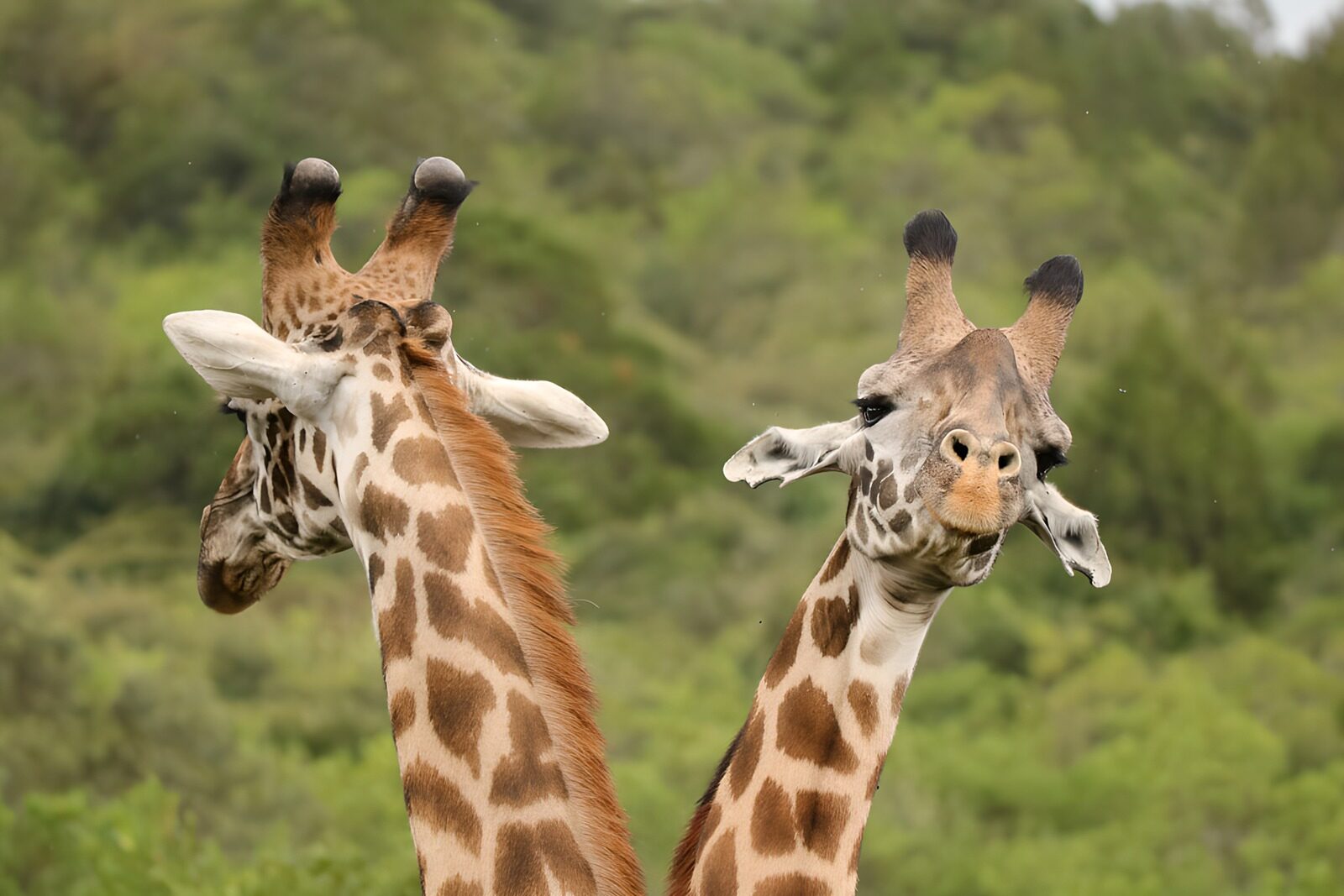 TPFR54487: Deux girafes curieuses en pleine nature