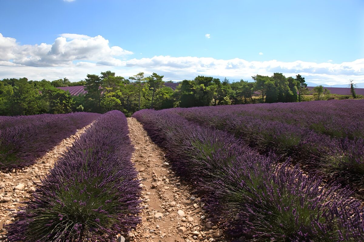 TPFR33528: Champs de lavande en Provence