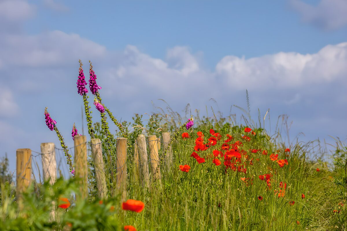 Fleur de printemps au bord du chemin