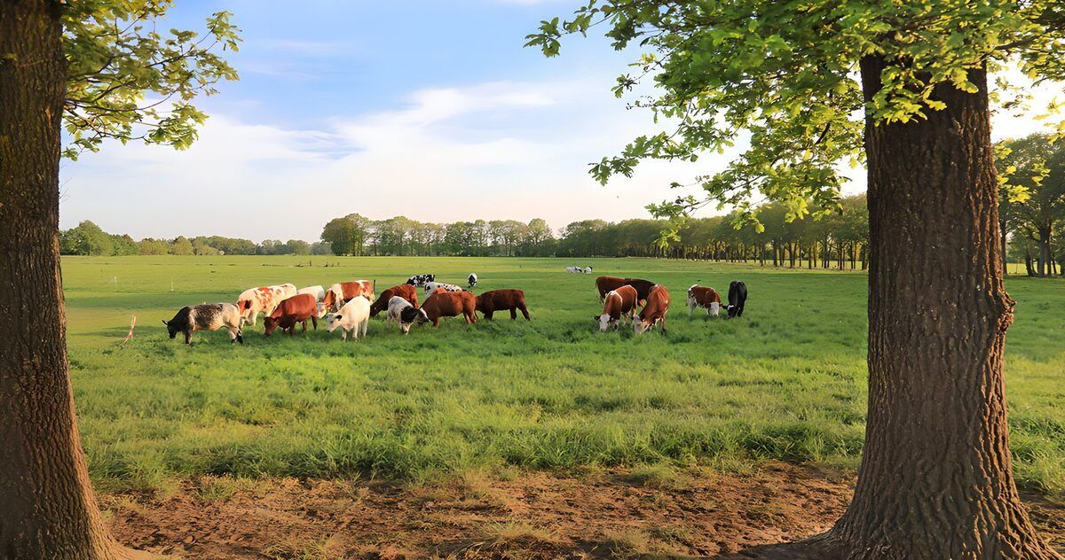 TPFR65151: Vaches paissant sous le soleil printanier