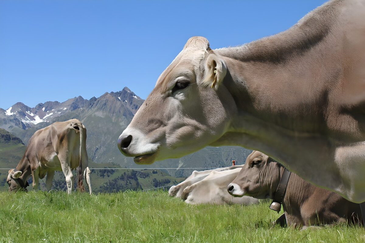 Troupeau de vaches dans une prairie avec des montages en toile de fond 1