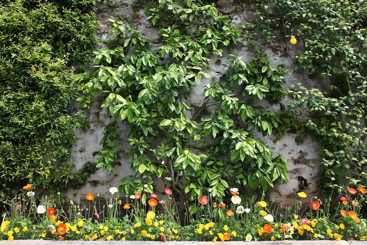 TPFR17540: Mur végétal avec fleurs colorées