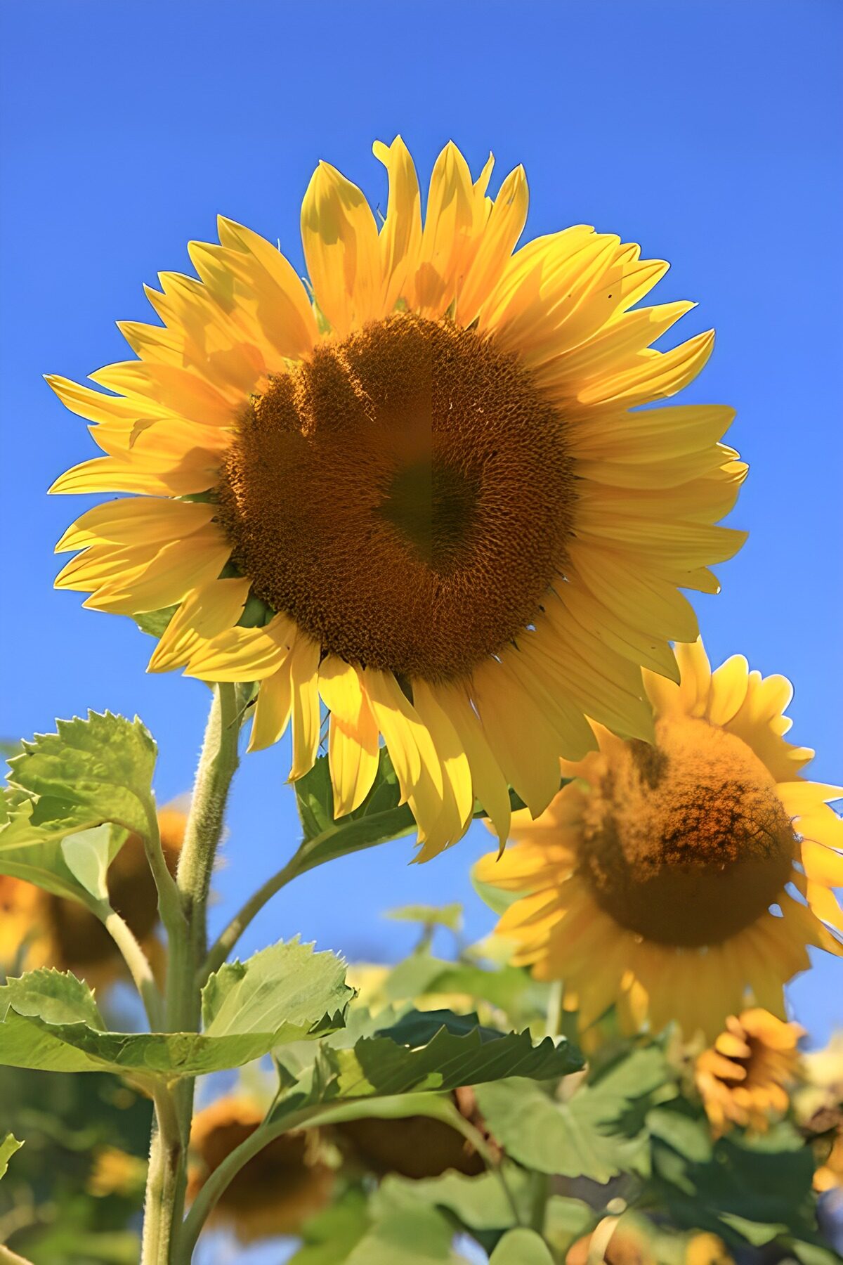 TPFR15644: Champs de tournesols en été