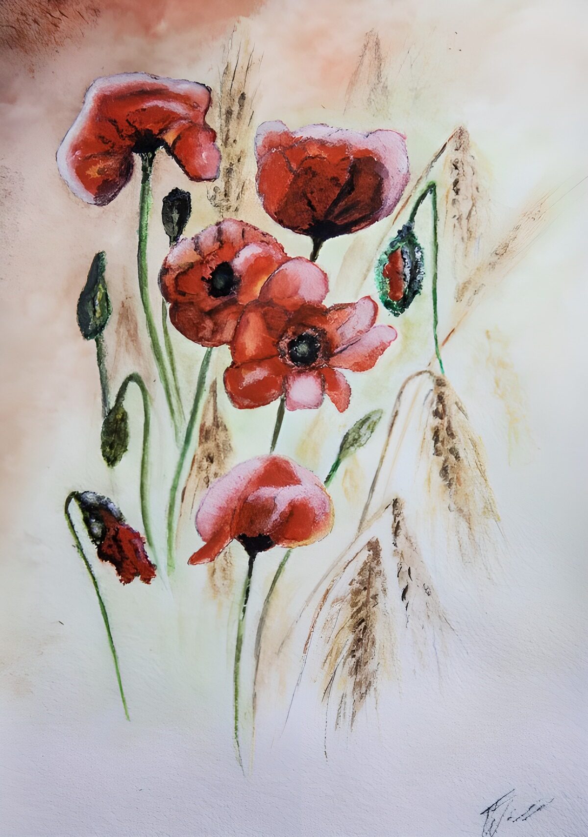 TPFR81669: Fleurs de coquelicots au crépuscule