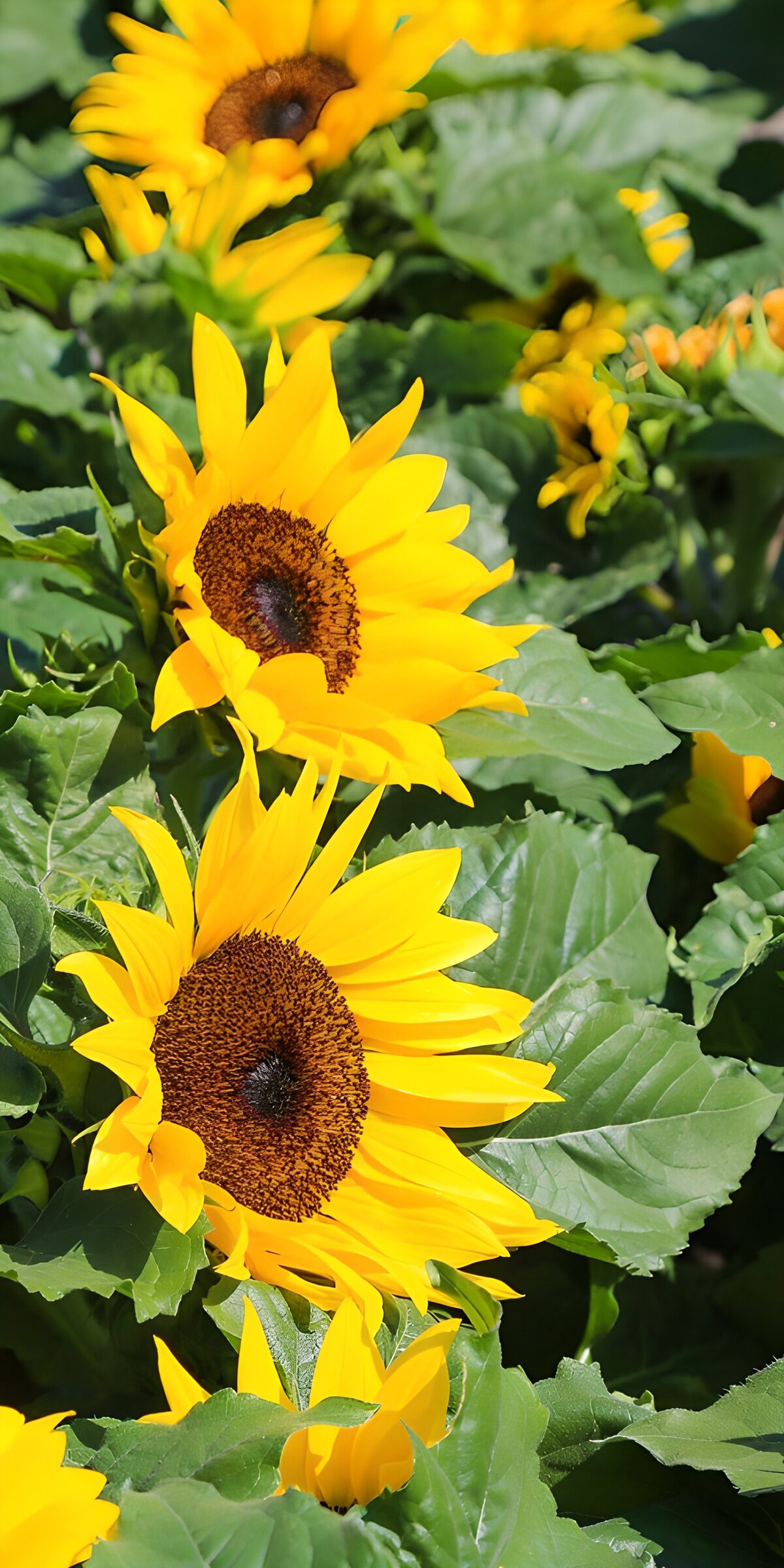 TPFR44027: Champs de tournesols en plein été