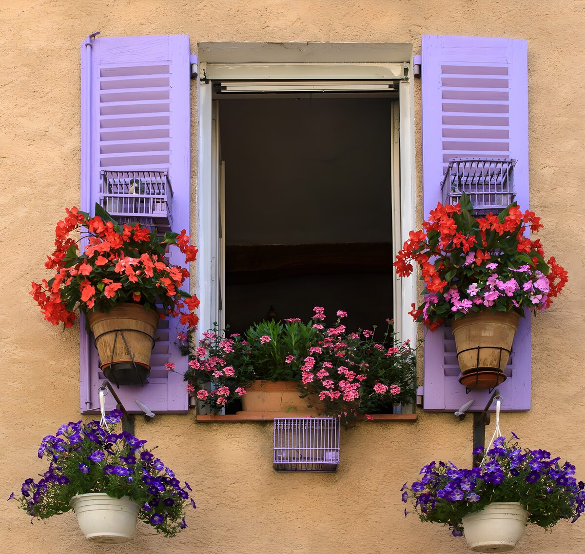 TPFR53233: : Fleurs colorées à la fenêtre
