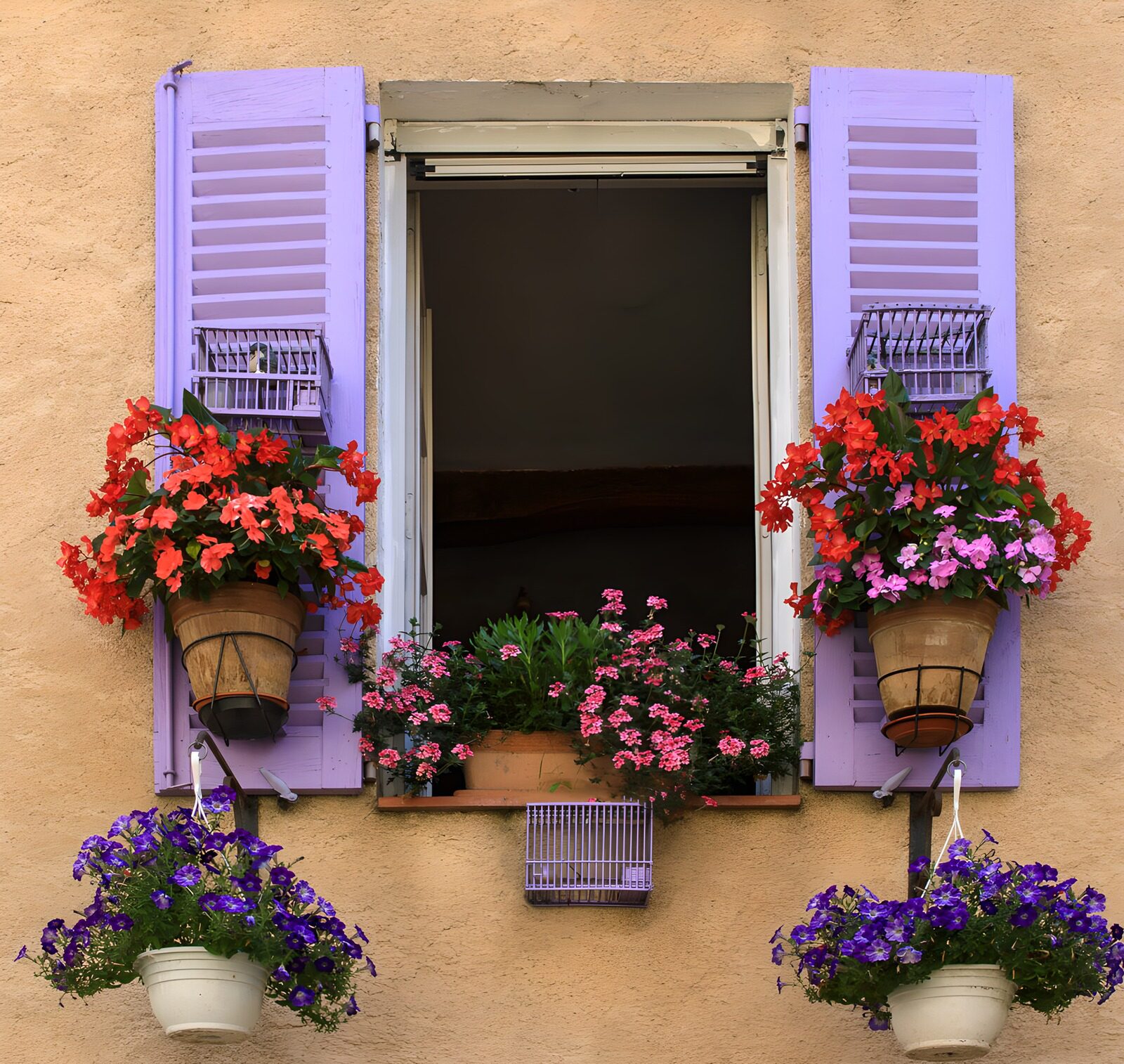 TPFR53233: : Fleurs colorées à la fenêtre