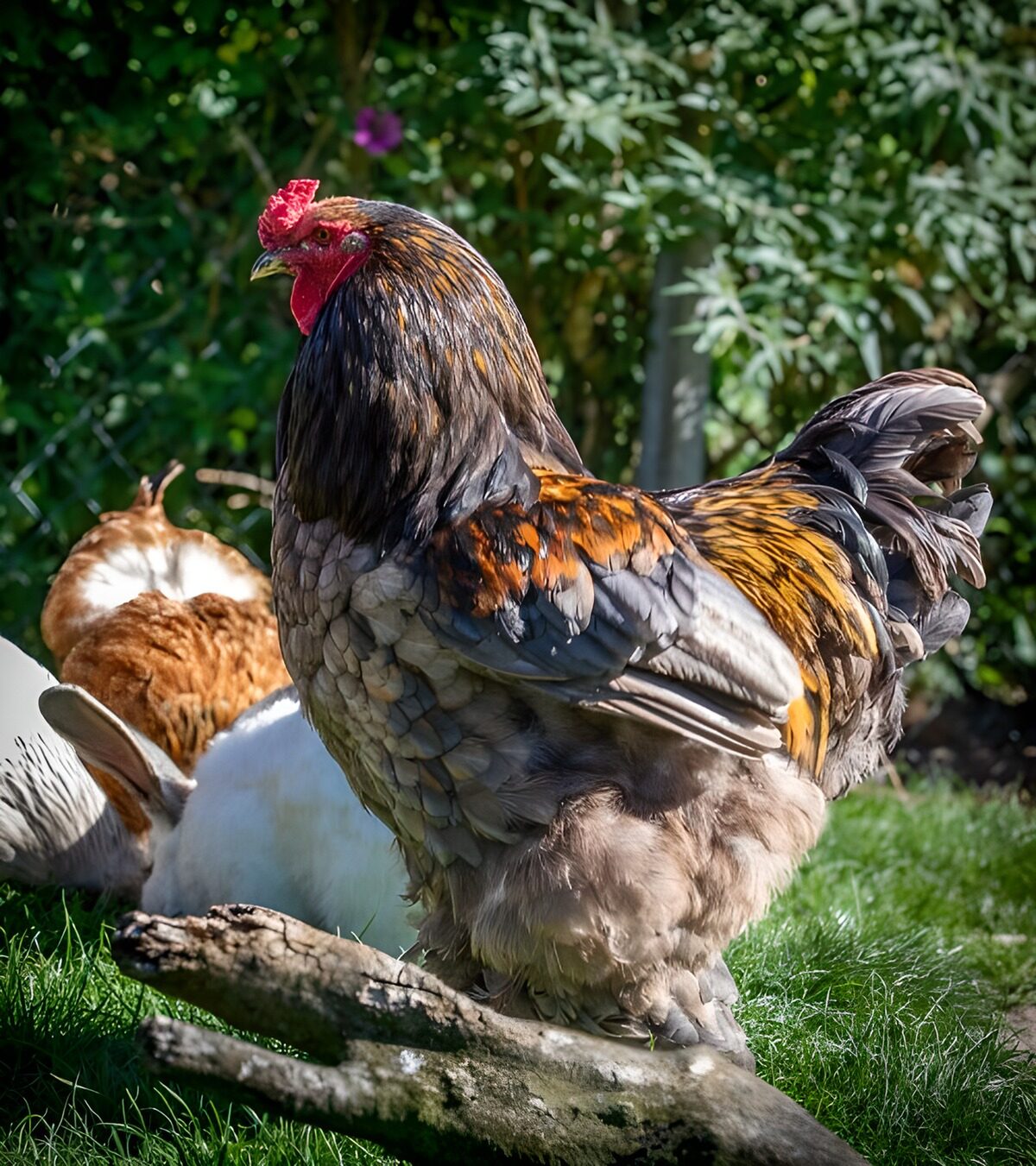 Coq coloré dans le jardin ensoleillé
