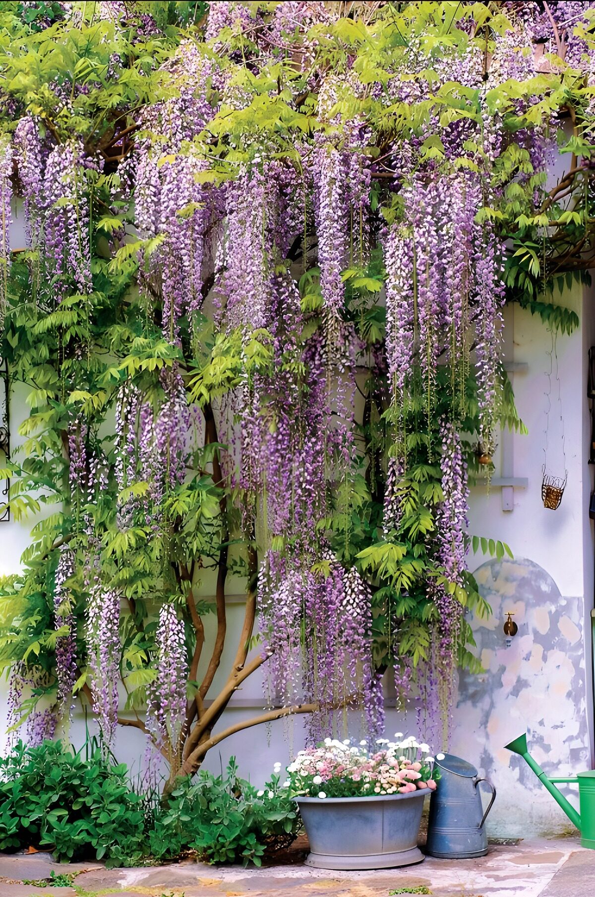 TPFR70721: Vigne de Wisteria en fleurs