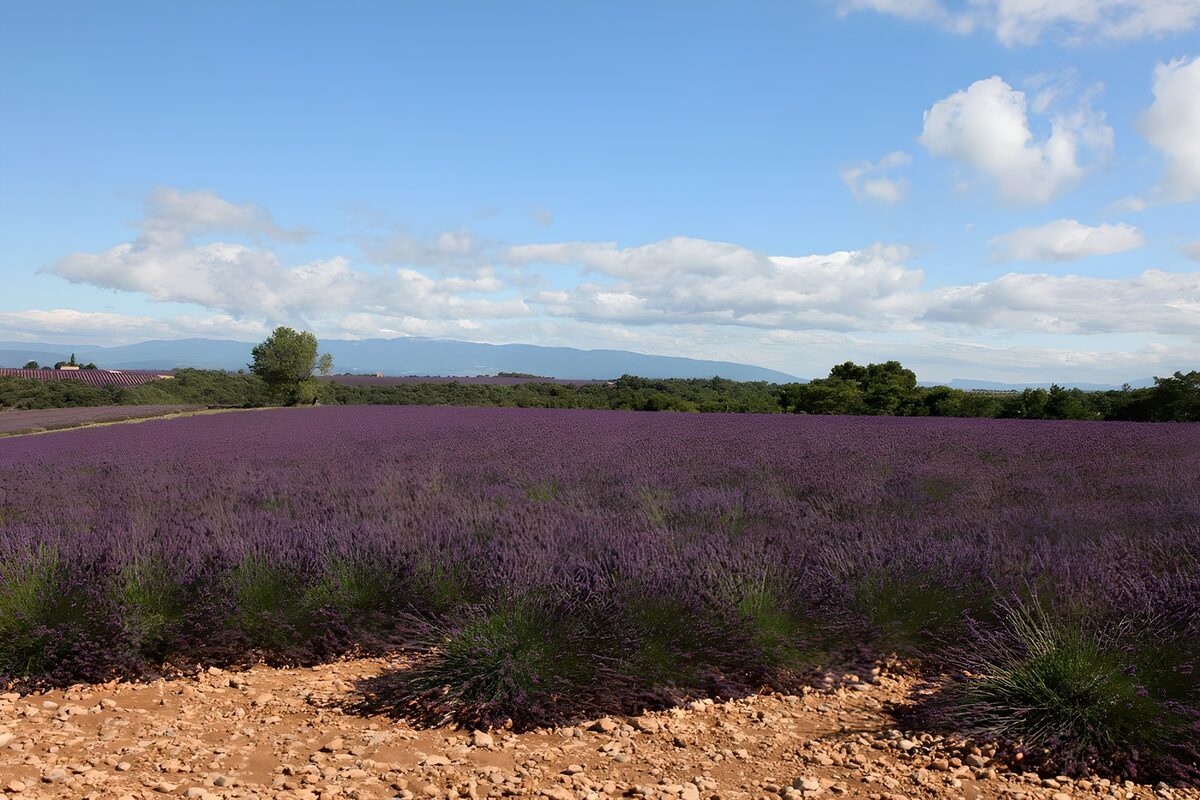 TPFR56650: Champ de lavande en Provence