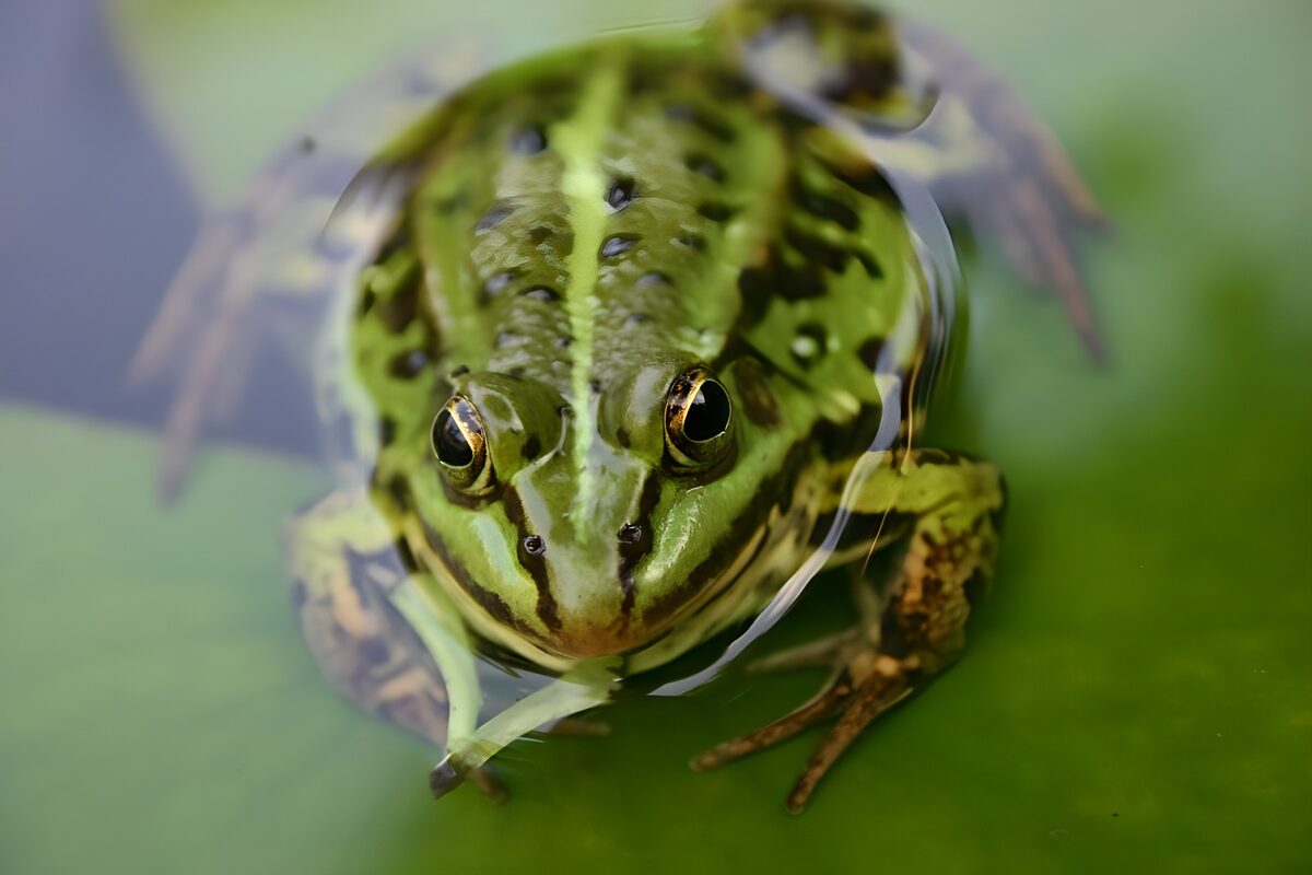 Grenouille 5