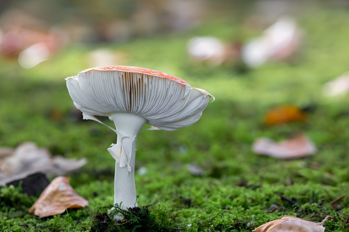 Champignon mystérieux sous les feuilles