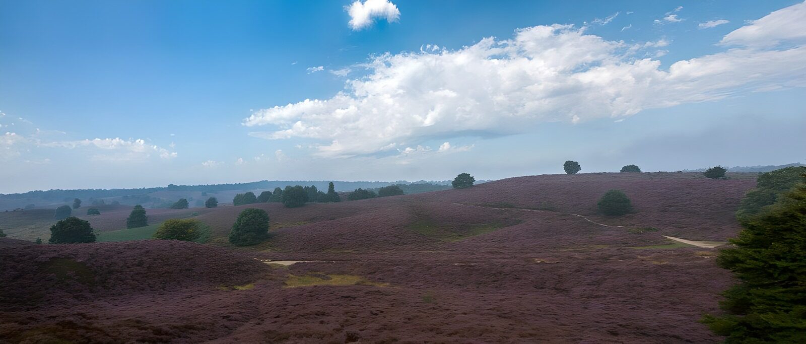 TPFR53865: Paysage de bruyère sous un ciel bleu
