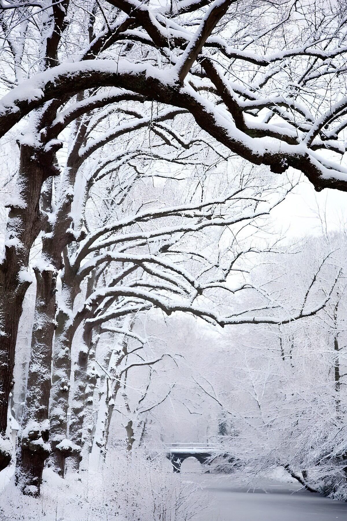 TPFR81034: Paysage hivernal enchanteur