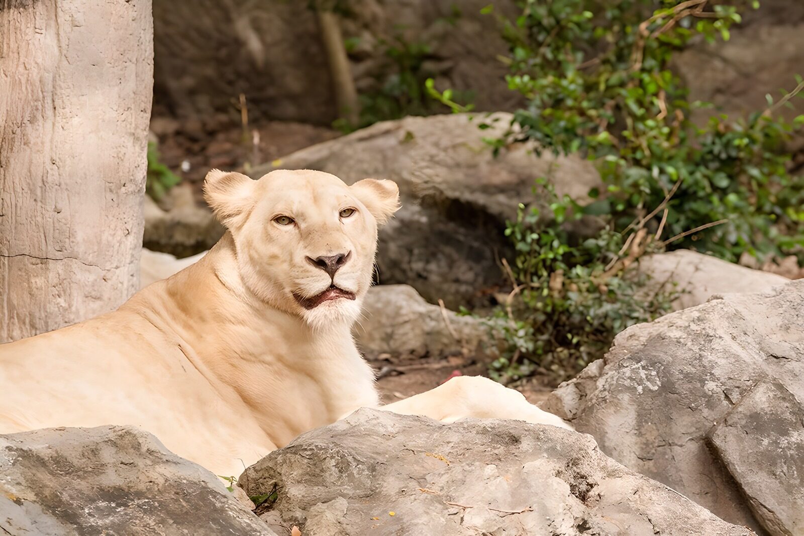 TPFR38553: Lionne blanche au repos