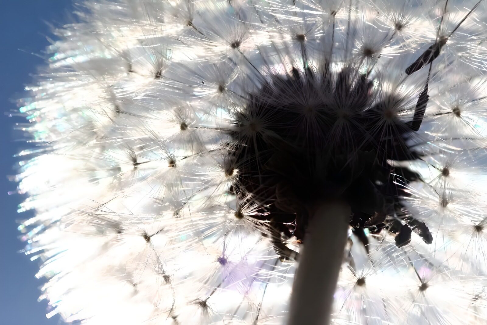 TPFR58762: Photo de fleurs 46
