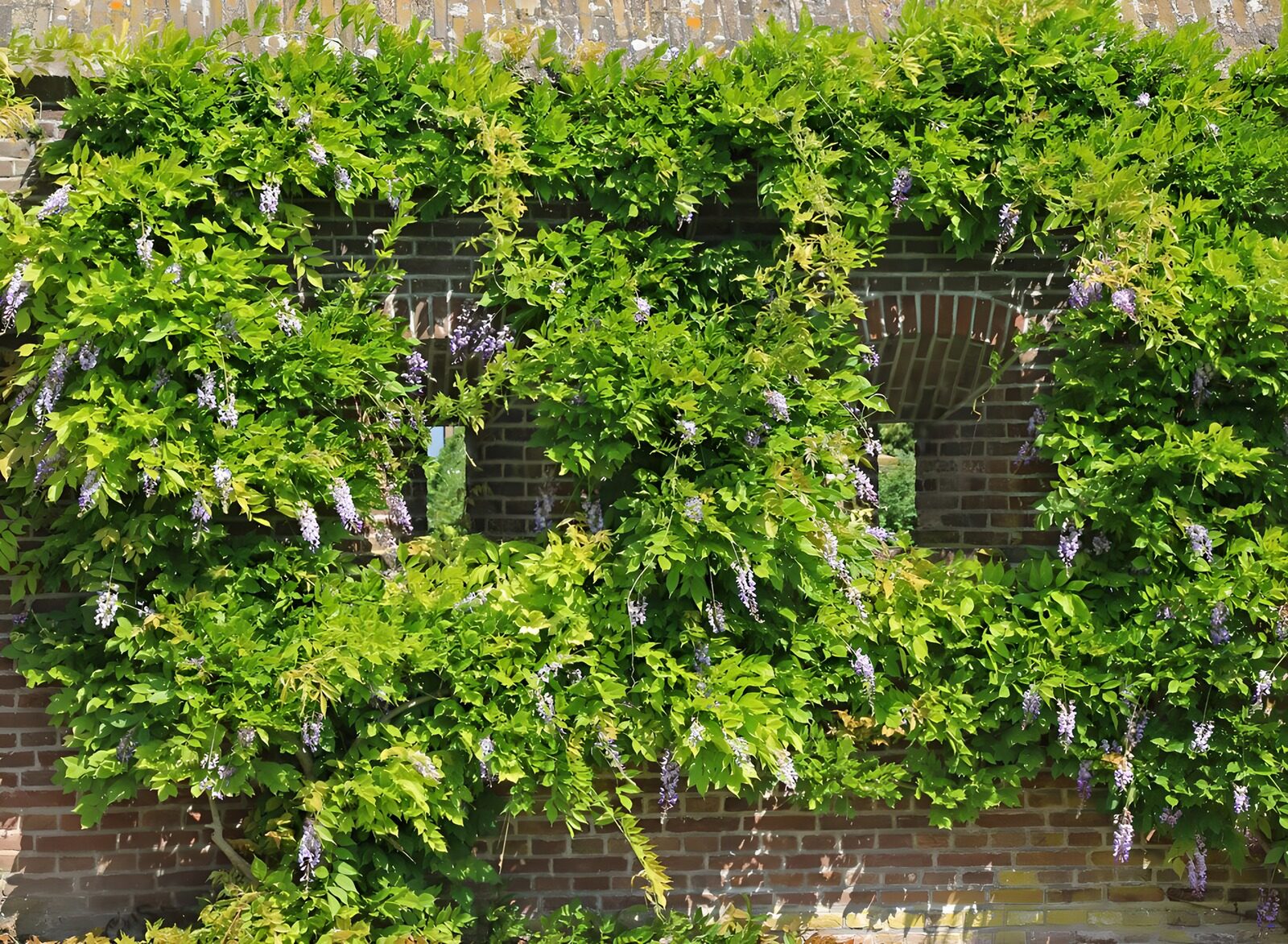 TPFR39269: Mur végétal fleuri