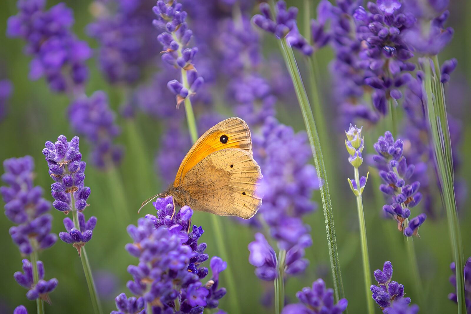 TPFR31068: Papillon sur lavande violette