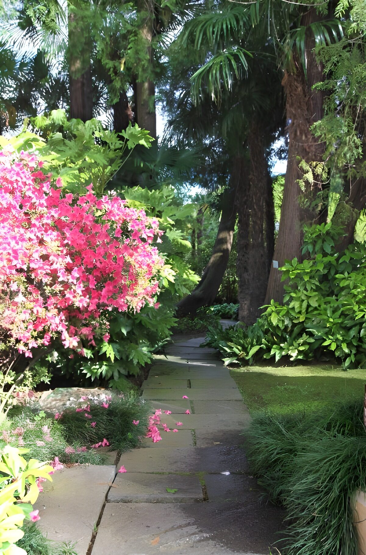 TPFR91816: Sentier fleuri dans un jardin verdoyant