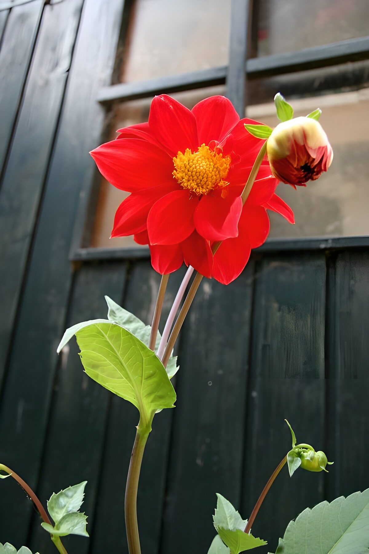 TPFR24758: Fleur rouge éclatante